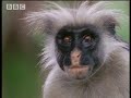 Supernatural - Unseen Power: Colobus Monkey Medicine Supernatural - Unseen Power: Colobus Monkey Medicine