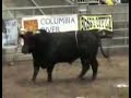 Redmond Oregon Bull Bash
