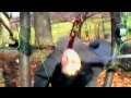 Decapitation-effect-