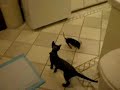 Gizmo meets Minka pt.4/4