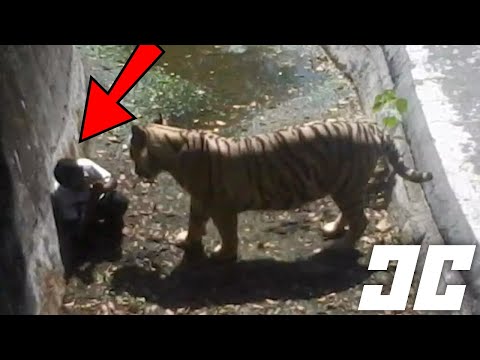 10 Most Shocking Zoo Accidents - animals and people ...