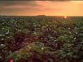 south-carolina-cotton-fields.html