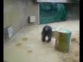 Affe bewirft Besucher mit Scheisse