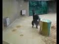 Affe bewirft Besucher mit Scheisse