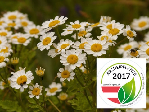 Mutterkraut ist Arzneipflanze des Jahres 2017