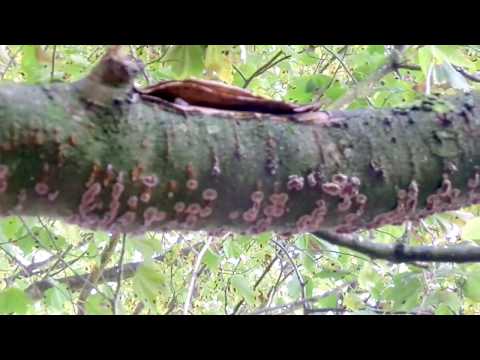 how to kill bracket fungus