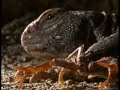 Animal symbiosis-Uromastyx scorpion Animal symbiosis-Uromastyx scorpion
