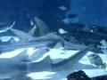 Sharkray at Newport Aquarium‚ KY