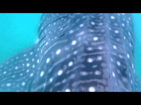 See video