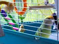Lovebird Throws a Temper Tantrum
