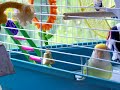 Lovebird Throws a Temper Tantrum Lovebird Throws a Temper Tantrum