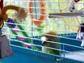 Lovebird Throws a Temper Tantrum