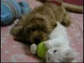 Bigotitos y Perrito