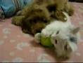 Bigotitos y Perrito