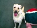 Sophie wants her ball