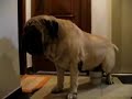 Heitor...o Mastiff educadamente Mijão!!! Heitor...o Mastiff educadamente Mijão!!!