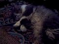 Georgie BOY the Persian CAT