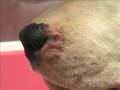 Querion. Nodulo dermatofitico.
