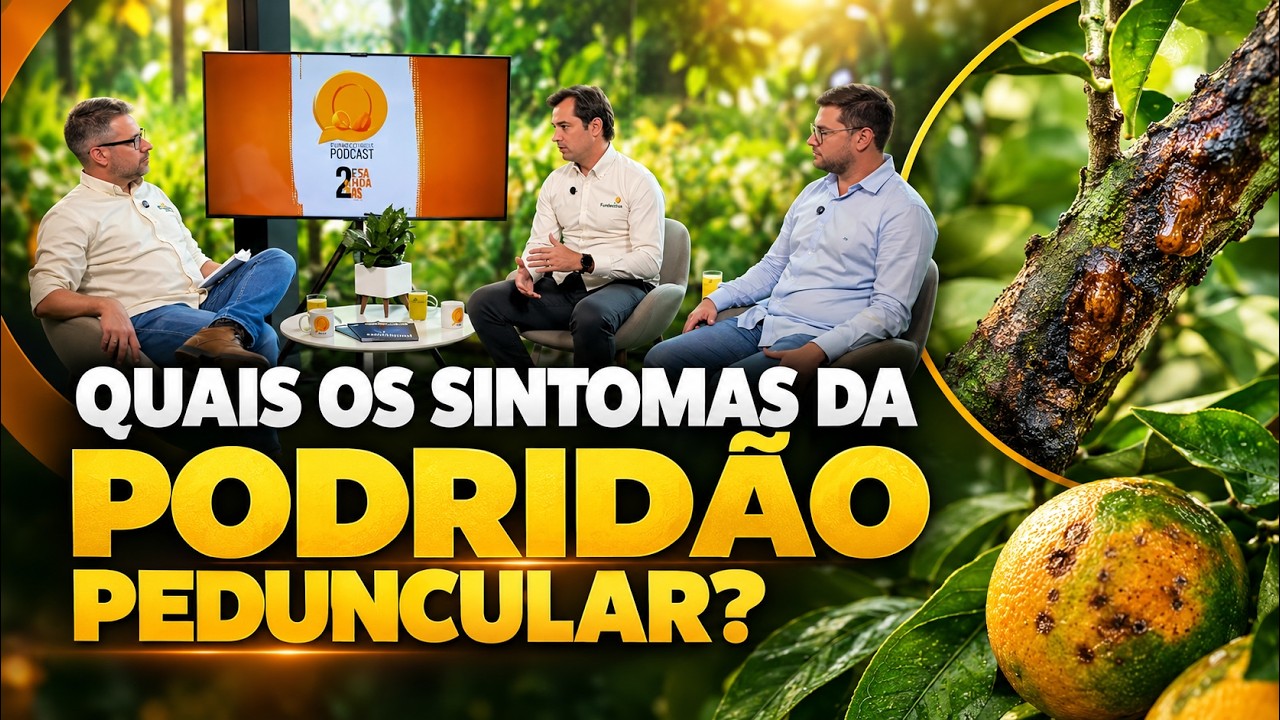 Quais os sintomas da podridão peduncular?