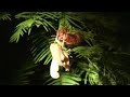???????? Transforming japanese cicada \"ABURA-ZEMI\" ???????? Transforming japanese cicada \"ABURA-ZEMI\"
