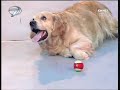 Aktör Köpek E?itmeni Bora Erbek-Dost 2008 Aktör Köpek E?itmeni Bora Erbek-Dost 2008