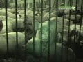 Intensive pig farm conditions