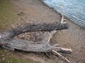 sieglarersee.html