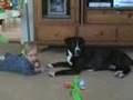 Baby feeds Pit Bull