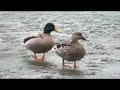 youtube quality test