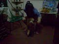 Carmelo, el perro reguetonero