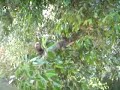 Invas�o dos Macacos (Parte I)