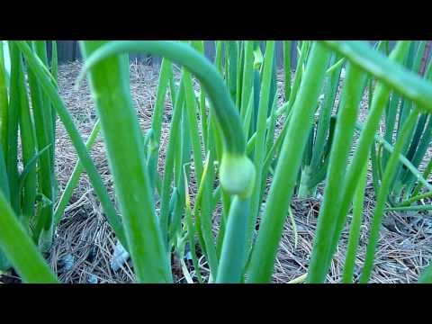 how to harvest egyptian walking onions
