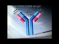 Antibody IgG.flv