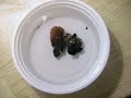periwinkle timelapse