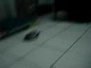 pup chases joey