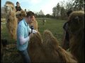 Kamele und Kamelreiten im Bayerischen Oberland - Bayern-Kamele.de - BR Abendschau 03.04.09