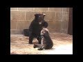 Watch: North Island Wildlife Recovery Centre