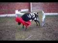 videos de bicho de arganda toreando becerra en buitrago de lozoya