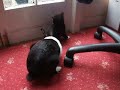 Buddy rabbit and kitten – can i be your friend