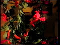 jo 50-luvun alussa laulajan uransa aloittanut annikki t�hti t�ss� n. vuodelta 1987-88 tehdyss� videossa kuningaskobra.
