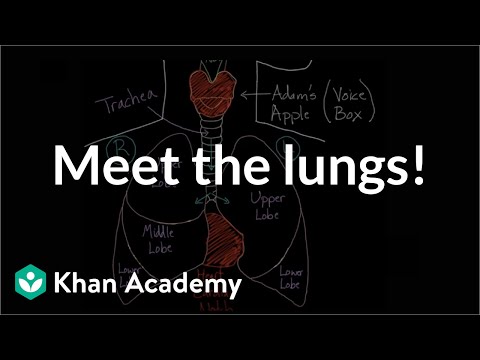 Healthcare and Medicine: The Lungs
