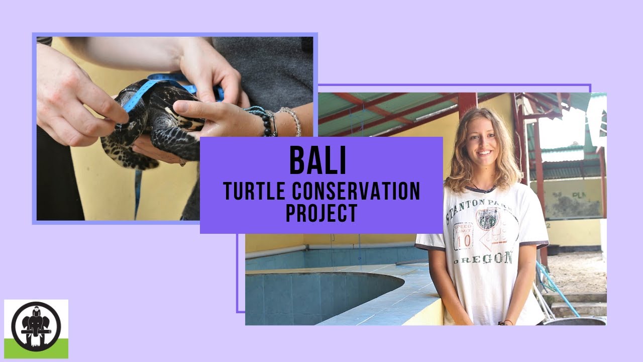 IVI Bali Turtle Conservation