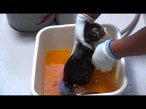 how to treat ringworm in cats