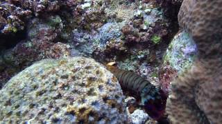 Aloha Divers Okinawa - Camarão Mantis