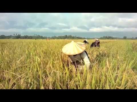 Welcome to the rice fields motherfucker