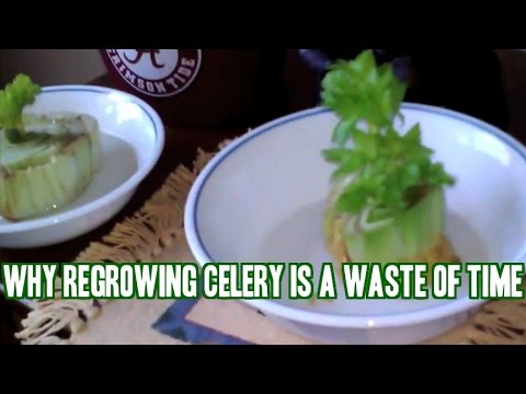 how to fertilize celery