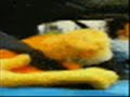 oizo finchy mc
