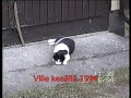 Ville-kissa 1994
