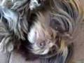 Bichón Habanero video