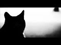 TEASER SHATT.mov